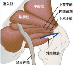 文献 Aesculap Orthopaedic Academy Online